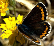 Aricia Cramera