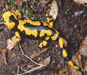 Salamandra
